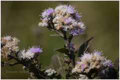Vernonia divergens